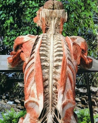 生物塑化专用液体硅胶