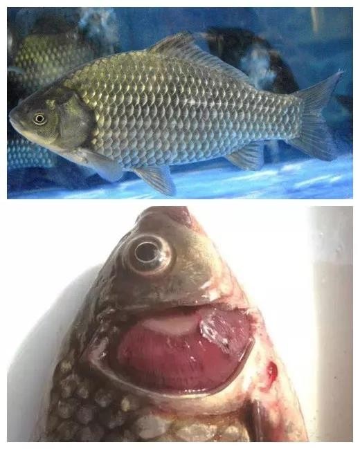 龙昌乐畅桉树精油乐畅防控鲫鱼孢子虫引起的鳃出血无毒害无刺激无