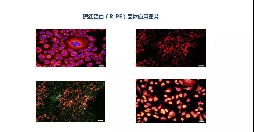 藻红蛋白 phycoerythrin,pe