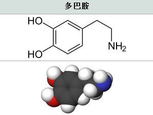 聚多巴胺分子结构图片