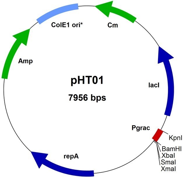 pEnCMV-WDR54-c(human)-3×FLAG质粒