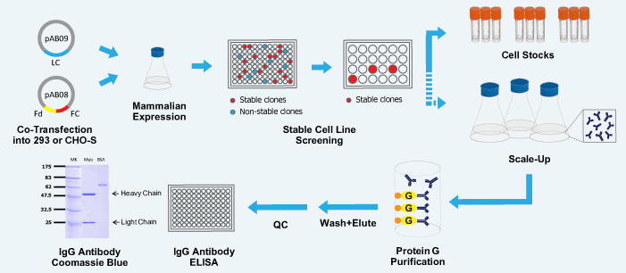 Protein expression. Antibody Production. Клетки cho. Protein Purification. Stable Cell line Generation.