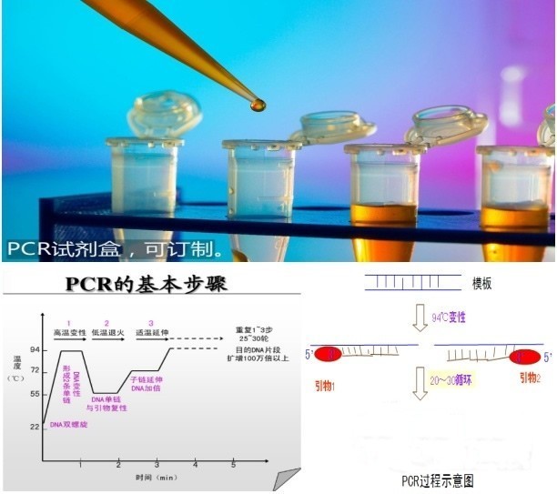 擬枝孢鐮刀菌PCR檢測試劑盒