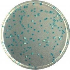 细菌总数显色培养基