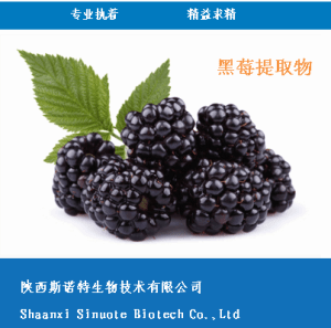  黑莓提取物 10:1  黑莓粉 斯诺特生物
