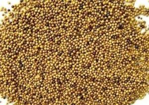 藜麦粉 藜麦多糖 藜麦多肽 代加工压片糖果