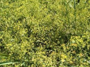 贯众提取物贯仲水溶性浸膏粉