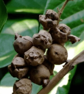 槐角甙  现货* 产地货源 包邮 槐果苷 槐甙98%