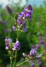  金盏花提取物 10:1TLC 水溶性好 无杂质 无沉淀