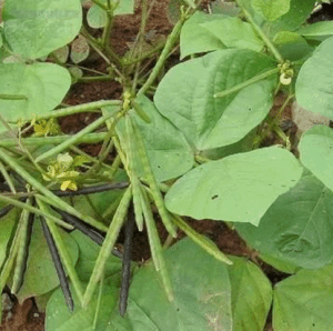 泽泻提取物供应泽泻粉水溶性粉 