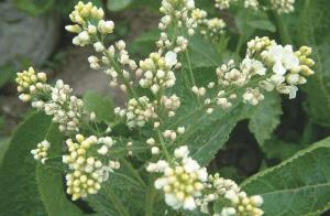 山茱萸提取物10:1 山茱萸粉