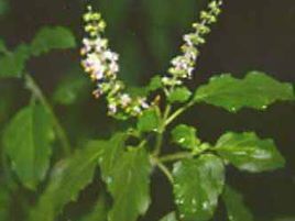 穿心莲提取物 1kg包邮 源头定制 穿心莲粉 穿心莲萃取物