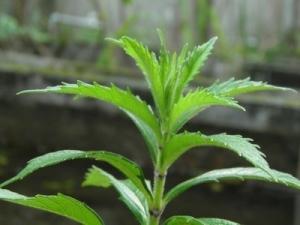 柴胡提取物 10:1 源头定制 量大优惠 柴胡原料粉 柴胡粉