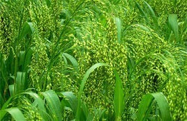 金荞麦提取物10：1  现货* 包邮 金荞麦提取物