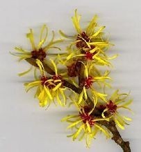 牛蒡粉 牛蒡多糖 牛蒡多肽 加工压片糖果