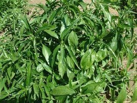 谷精草提取物谷精草浸膏找六盘韵