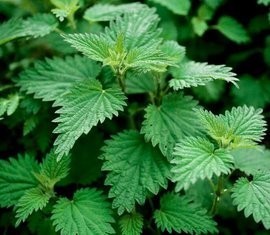 水苏糖70%   现货* 新货包邮 水苏糖 欢迎订购