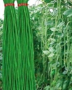 水苏糖  80%水苏四糖粗多糖