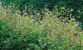 佩兰提取物全水溶佩兰粉紫茎泽兰粉