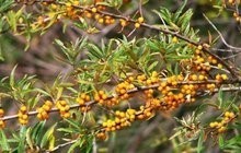 侧柏叶提取物 走货 25kg发水溶性侧柏叶粉