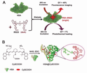 荧光素标记人转铁蛋白；(TRF-FITC）Transferrin-FITC Conjugate