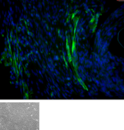 大鼠肾小球内皮细胞 产品图片