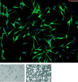 小鼠神经胶质细胞