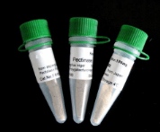 细胞色素P450 11A1抗体 产品图片