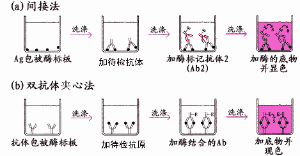 CTSV 试剂盒说明书