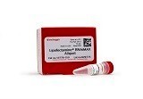 Lipofectamine® RNAiMAX Transfection Reagent
