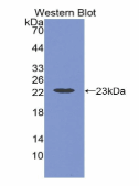 干扰素α(IFNa)多克隆抗体(大鼠）