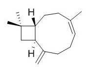 β-石竹烯 CAS：87-44-5