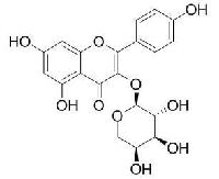 山柰酚-3-O-α-L-吡喃阿拉伯糖苷 CAS：99882-10-7